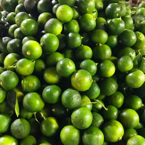 Calamansi 500g Calamansi 500g